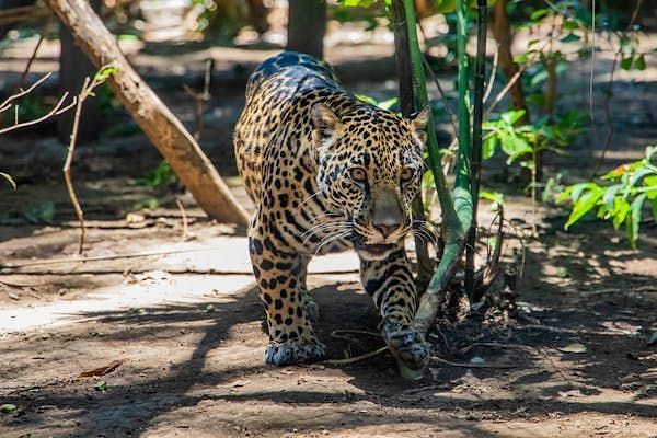 Leopard prowling in a sunlit forest enclosure with a cautious, alert posture.