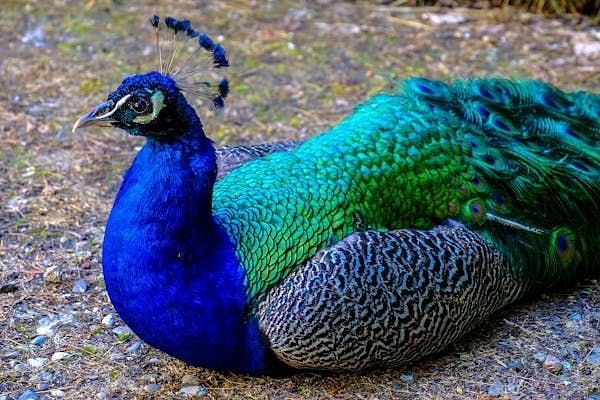 Close-up of a vibrant Indian peacock with brilliant blue and green feathers in a grassy zoo area.