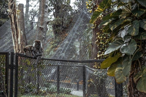 Monkey perched on a fence inside a lush zoo enclosure surrounded by netting and trees.