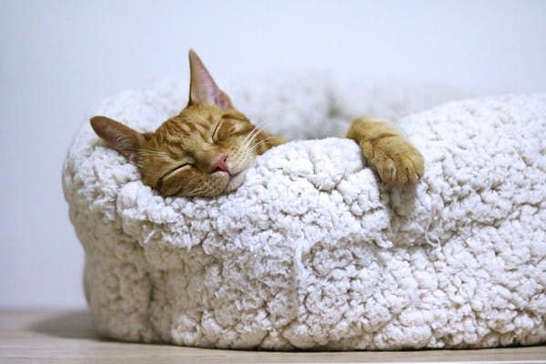A cat is peacefully sleeping inside a soft, textured pet bed.