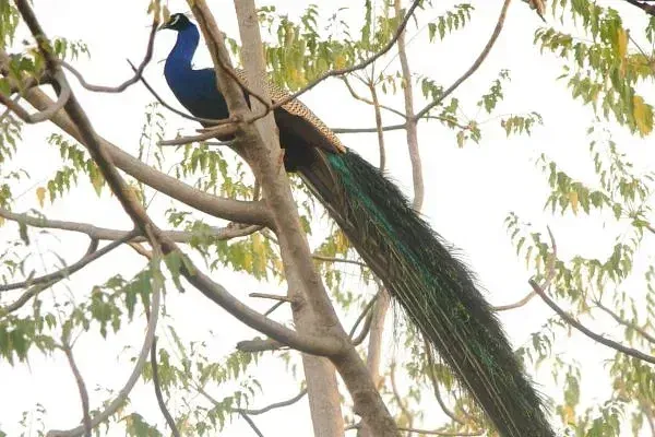 Peacock perched on a tree branch surrounded by leaves, photographed on the Karma Chalets property.