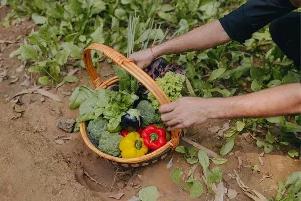 Close-up of hands placing freshly picked vegetables into a basket at Karma Chalets garden.