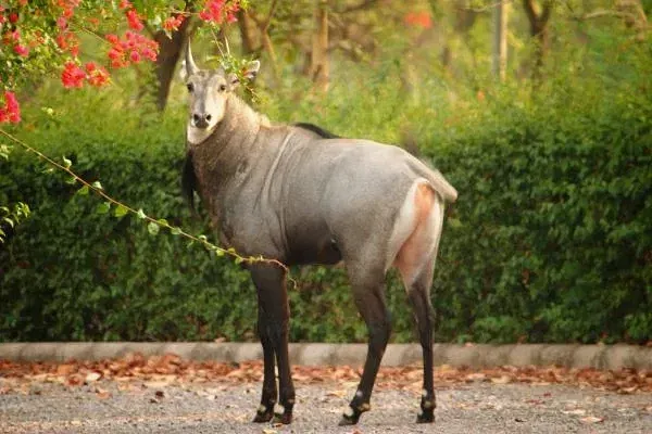 Deer standing on a road near trees and red flowers, spotted on the grounds of Karma Chalets.