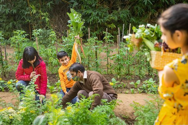 Guests working in a vegetable garden at Karma Chalets, surrounded by plants and greenery during a gardening activity.