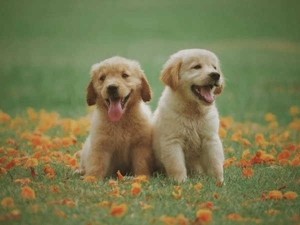 Two happy puppies sit side-by-side in a field with scattered blossoms.