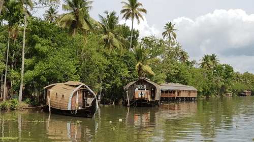 many houseboats near the shore with coconut trees towering above