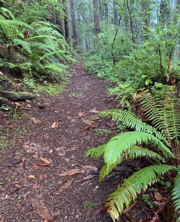 A scenic forest trail surrounded by ferns and towering trees.