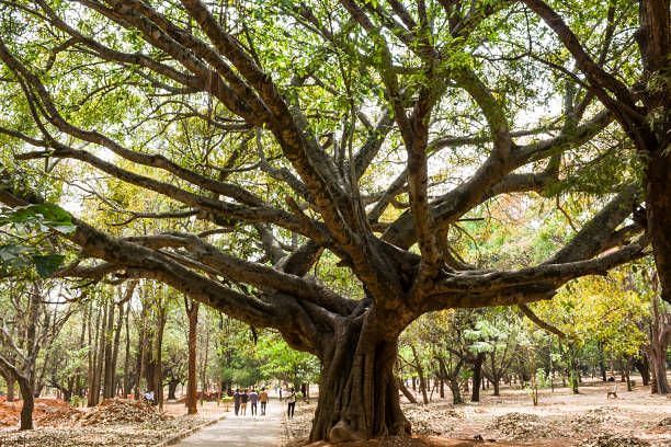 Cubbon park