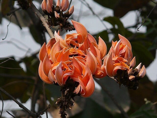 A close-up image featuring Butea Monosperma (Palash)
