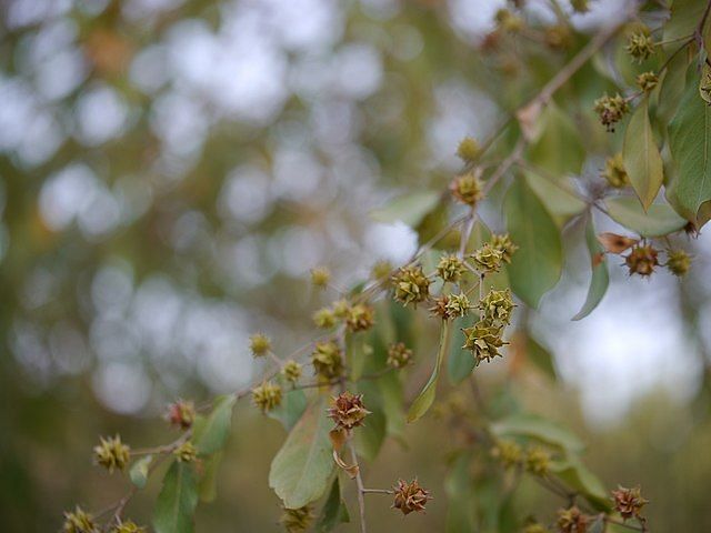 A close-up picture of  Anogeissus Pendula tree in the day time(Dhok)