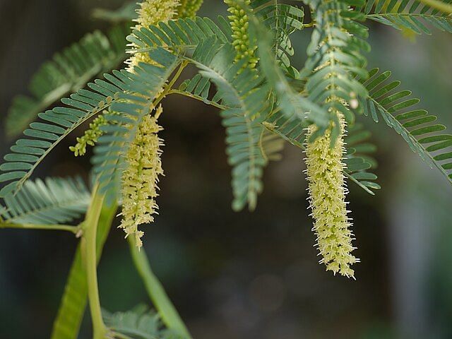 A close-up picture of a plant in the bright lighting