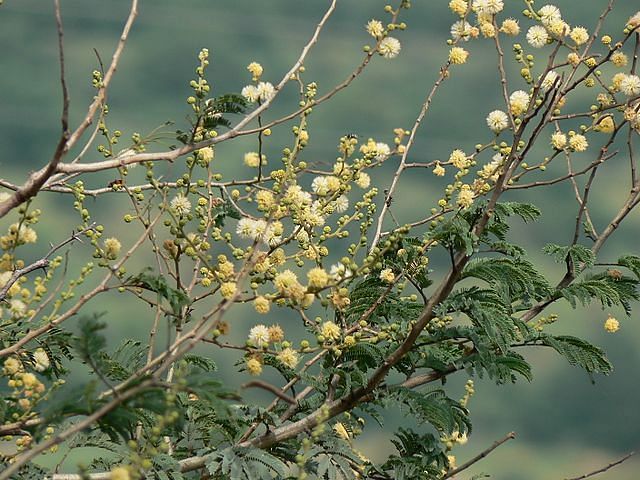 A close-up picture of a tree with a few flowers in it