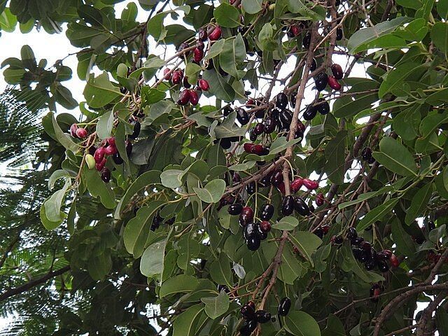 A close-upimage of  Syzygium Cumini (Malabar plum, Java plum)