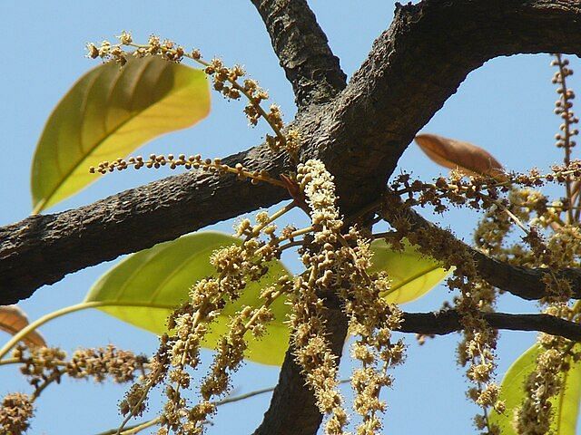 A close -up image of  Terminalia bellerica (Behera Bedda Nut Tree) in the day time