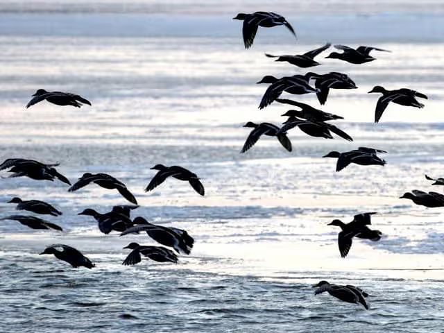 A image featuring many birds flying and a water body below them, captured in a bright day