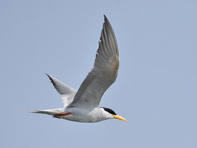 A picture of a river tern flying with the wings spread in the day time