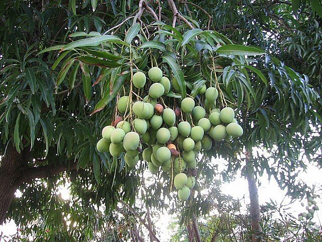A picture of mangifera indica mango tree with a lot of mangoes in it
