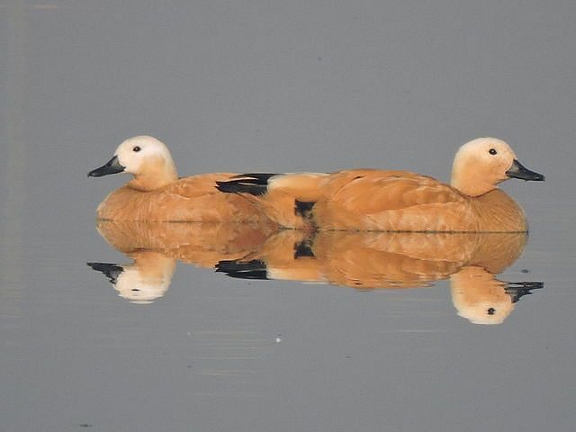 Image of two birds on water in the opposite direction in the day time