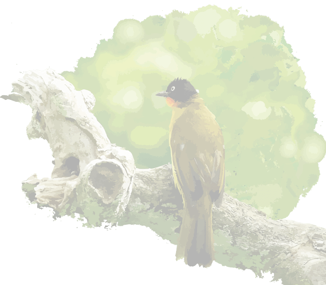 An illustration of a bird