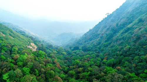 An aerial view of the valley with mist cover and mountains on either side at Ibex Resorts, the best resort in Valparai.