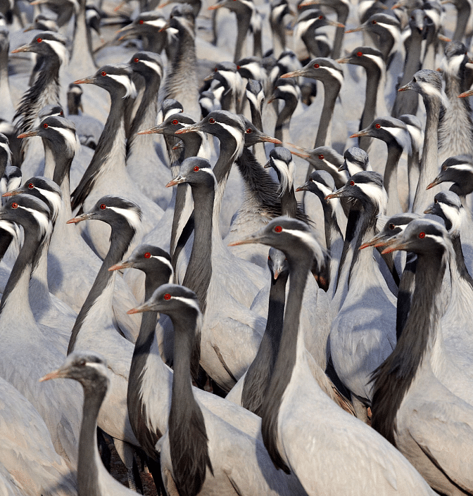An image of a herd of cranes