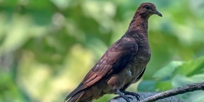 Picture of  a bird resting on a branch in the day time - Birdwatching in the Andamans
