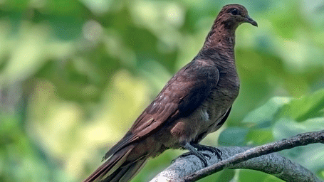 Picture of  a bird resting on a branch in the day time - Birdwatching in the Andamans