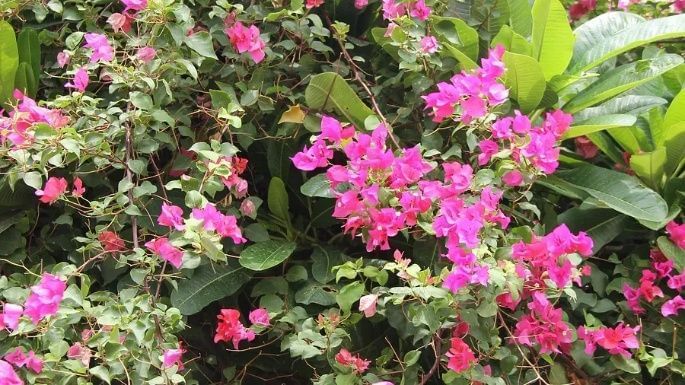 Close-up of vibrant pink flowers in Clarks Amer’s garden