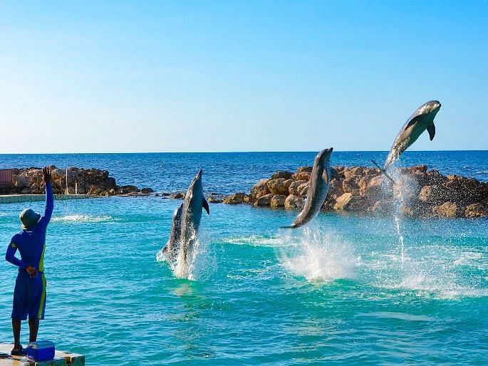 Three dolphins leap simultaneously out of turquoise water during a performance, while a trainer stands on a platform to the left.