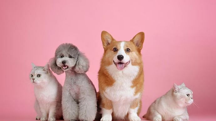 pets