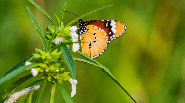 An image of a butterfly sitting on a white flower