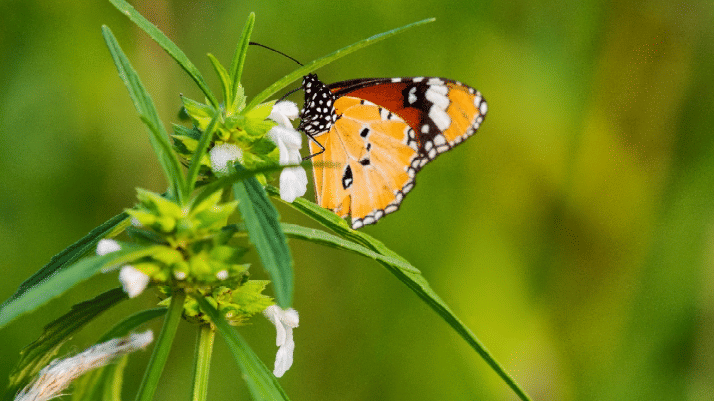 A butterfly sitting on a white flower