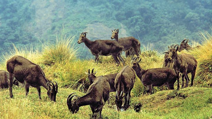 Baby goats grazing on the lush grasses of the Eravikulam National Park