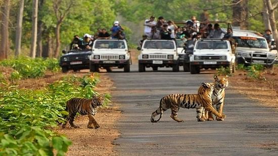 Two tigers crossing a road with safari jeeps in the background.