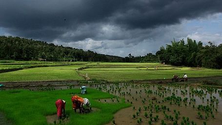 Closer view of paddy fields with workers under dramatic clouds.