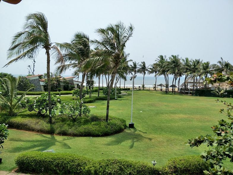 Coconut trees swaying in strong winds against a clear sky.