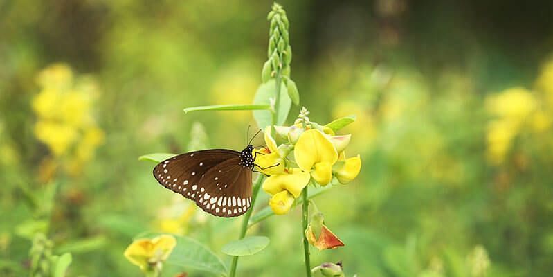 abad-turtle-garden-butterfly, Contact Beach Resort in Marari, Beach resorts in Allepey, 4 Star Resorts in Alleppey, Best Beach Resorts in Alleppey, Best Beach Resorts Near Cochin, Beach Resorts in Kerala