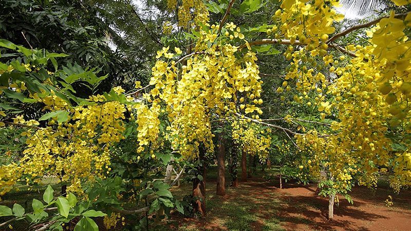 Yellow flowering trees in a garden, natural setting, sunlight.