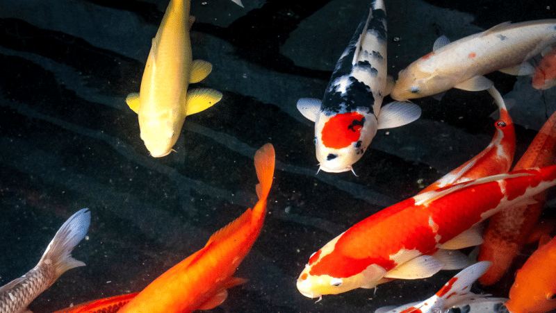 Several large, patterned ornamental Koi carps swimming together in a clear pond.