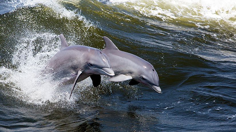 Dolphin