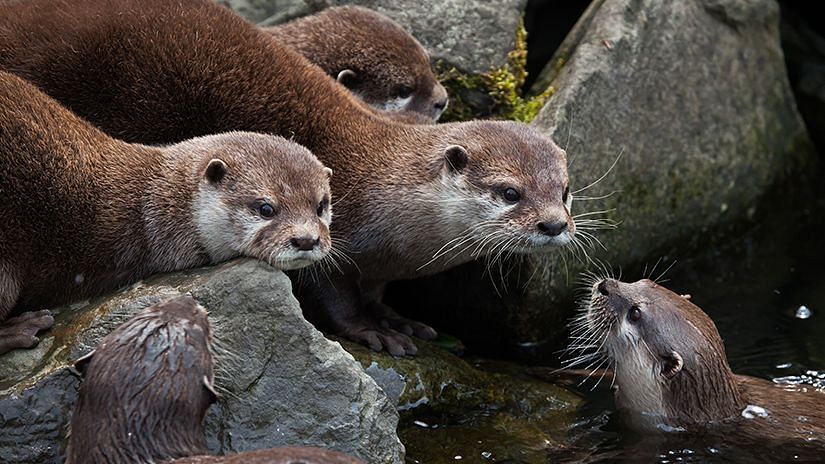 Otter