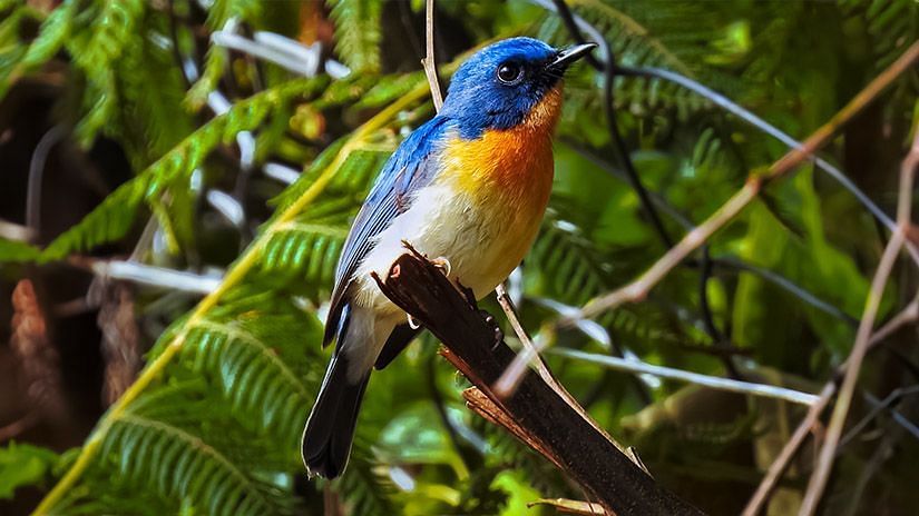 Species image