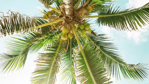 A view looking up at palm tree leaves with the sky visible through them.