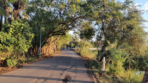 A tree-lined path with a canopy overhead and sunlight filtering through.