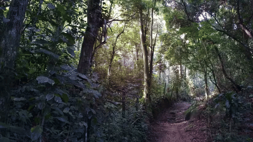 Forest Trails bcicnm