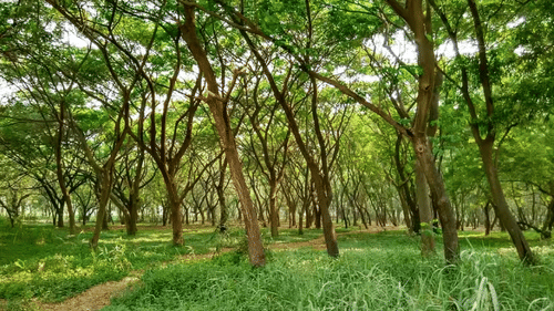 india-mumbai-aarey-milk-colony-arey-colony w3k3en