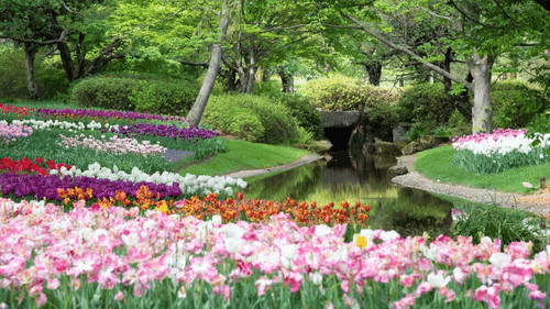 An overview of Bryant Park in Kodaikanal with many flowers blooming in the front and trees in the background.