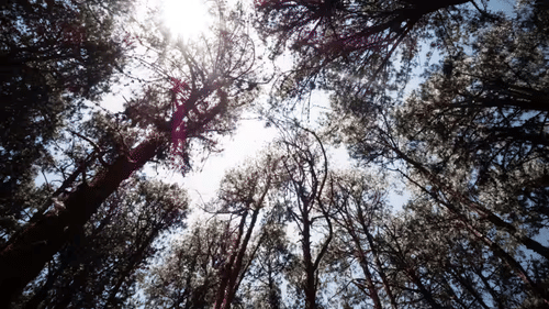 roy-nzPsm1hH2QY-unsplash dwfnti