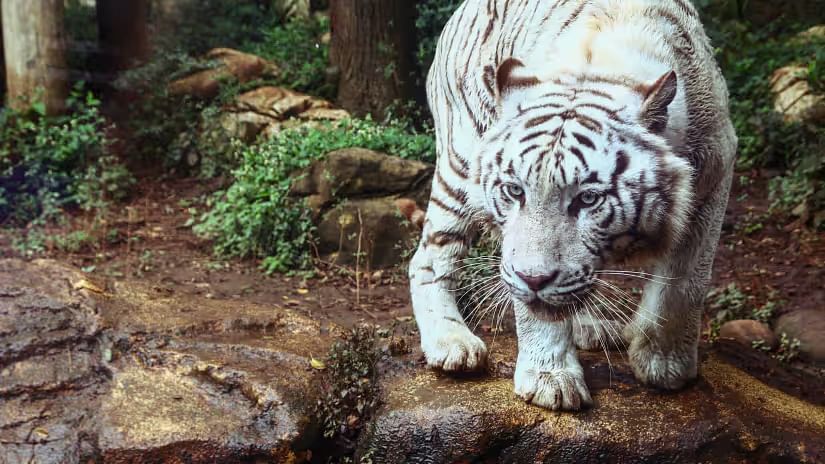 A white tiger stalking its prey in the jungle