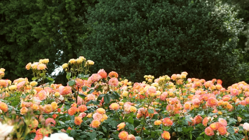 A Mesmerizing Flower Show in Kodaikanal